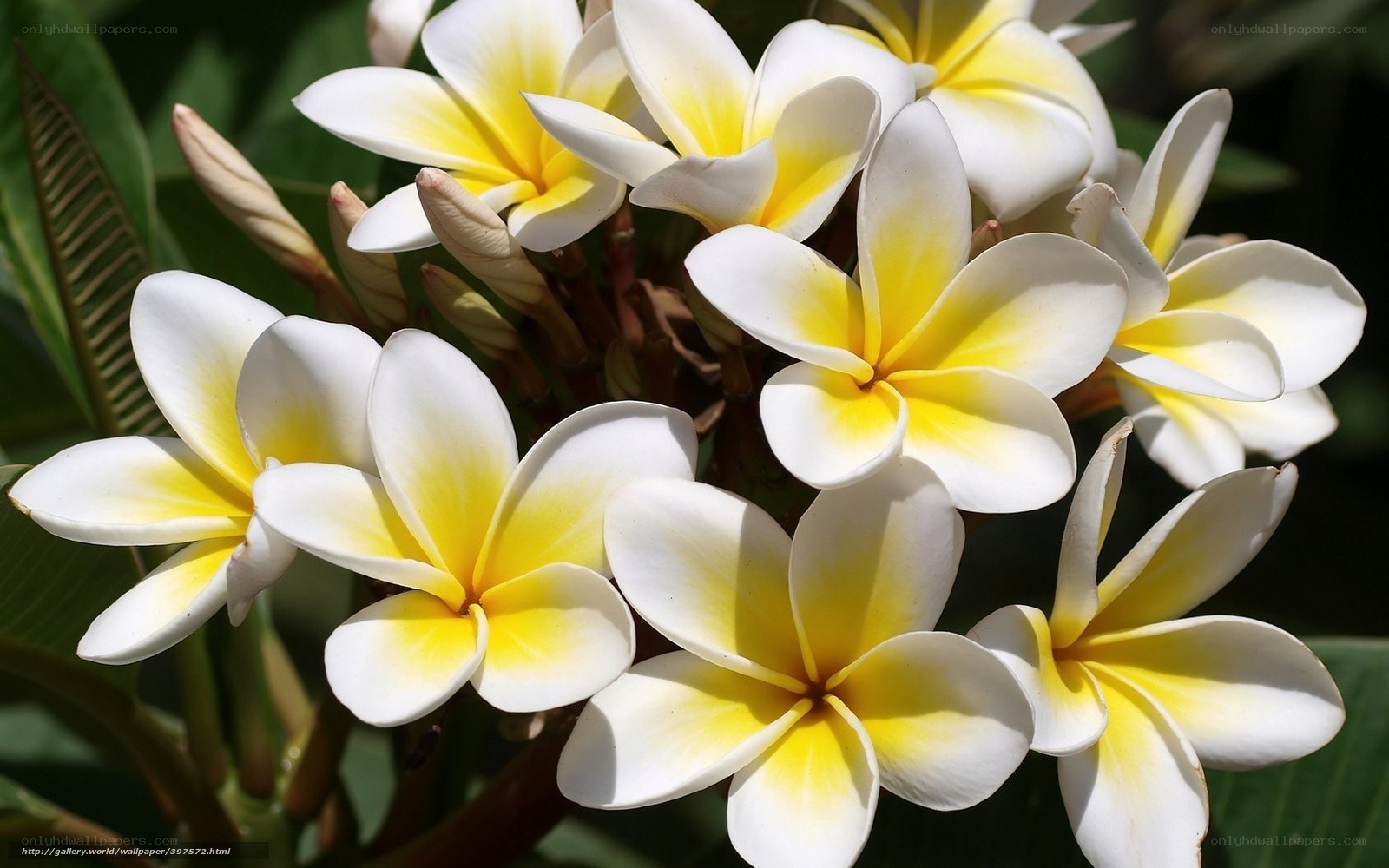 White and yellow frangipani flowers