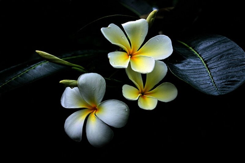 White and Yellow Frangipani Flowers — Black