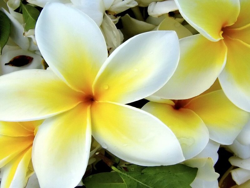 White and Yellow Frangipani Flowers — Calm, Photograph