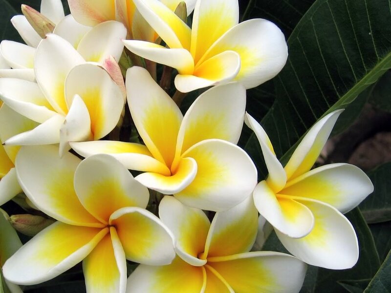 White and Yellow Frangipani Flowers — Calm