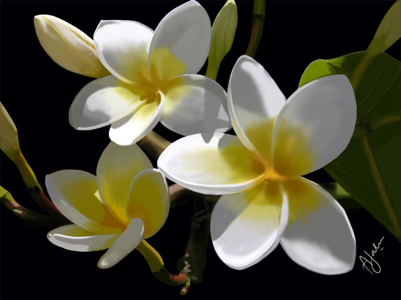 White and Yellow Frangipani Flowers — Dramatic