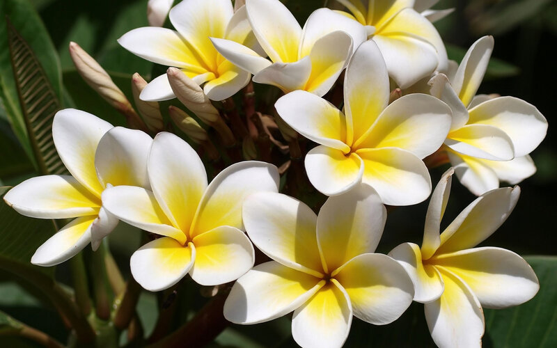 White and Yellow Frangipani Flowers — Serene, Afternoon, Photograph, Buds, Leaves