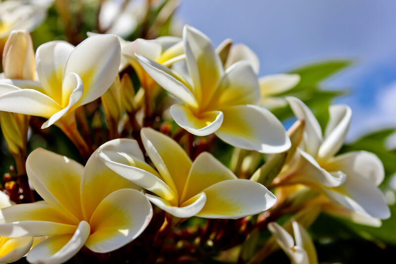 White and Yellow Frangipani Flowers — Serene, Afternoon, Photograph, Green Leaves
