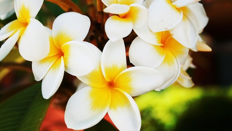 White and Yellow Frangipani Flowers — Serene, Afternoon, Photograph, Leaves