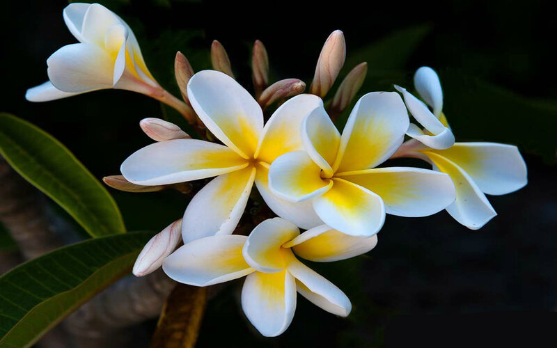 White and Yellow Frangipani Flowers — Serene, Photograph, Buds