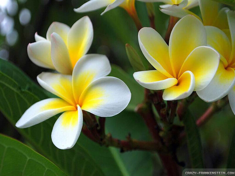 White and Yellow Frangipani Flowers — Serene, Photograph