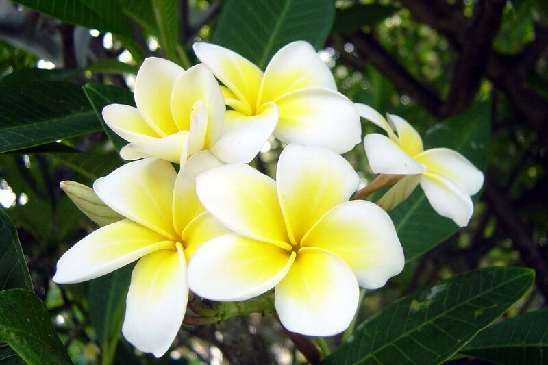 White and Yellow Frangipani Flowers — Serene