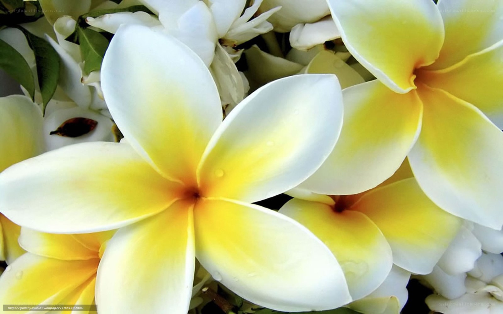 White and yellow frangipani flowers