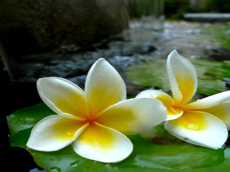 White and Yellow Frangipani — Green