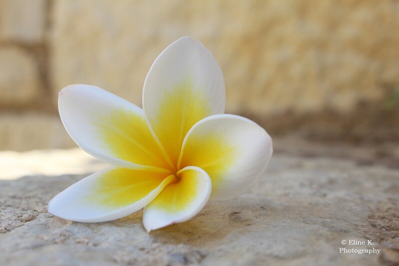 White and Yellow Frangipani — Serene, Afternoon, Photograph, Stone Surface