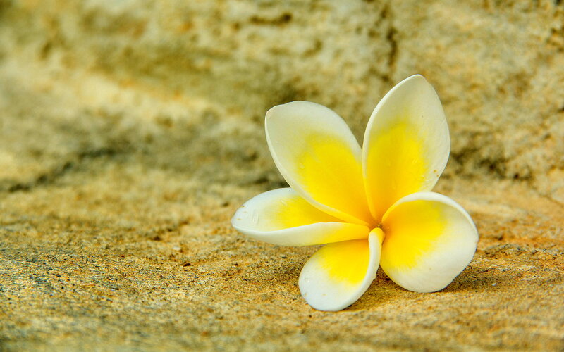 White and Yellow Frangipani — Serene, Afternoon, Photograph