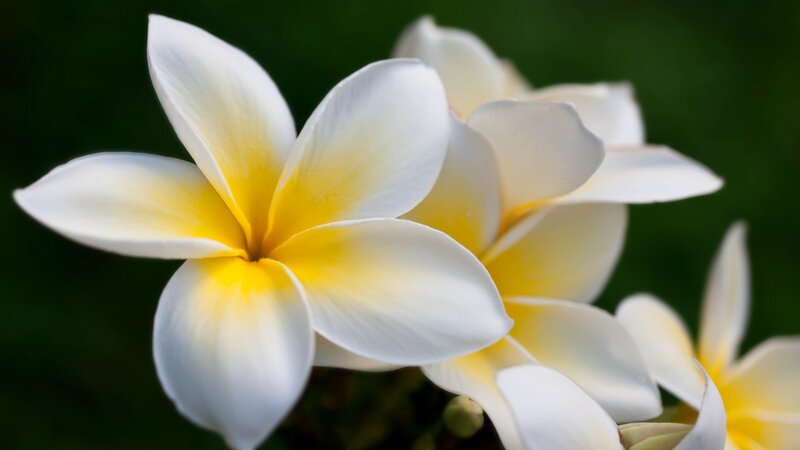 White and Yellow Frangipani — Serene, Photograph, Flower, Green Background