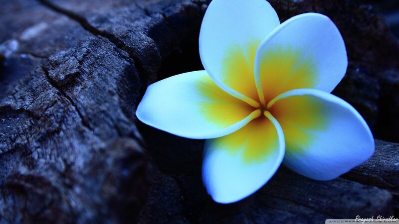 White and Yellow Frangipani — Serene, Photograph, Flower, Wood