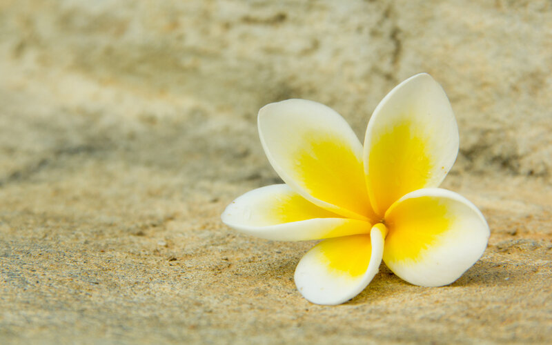 White and Yellow Frangipani — Serene, Photograph