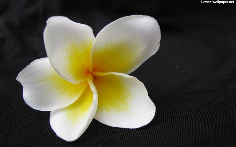 White and Yellow Frangipani