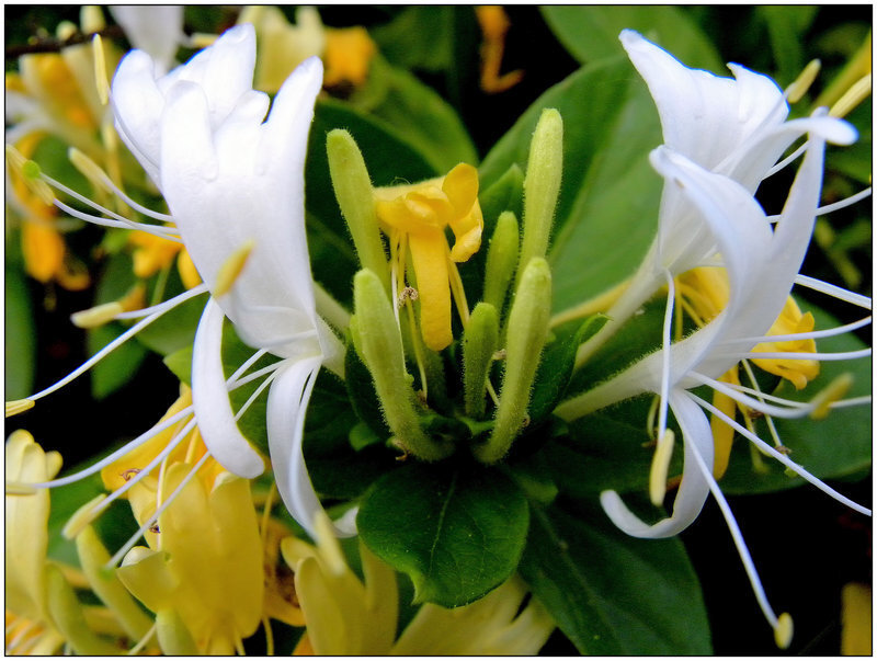 White and Yellow Honeysuckle Flowers — Natural