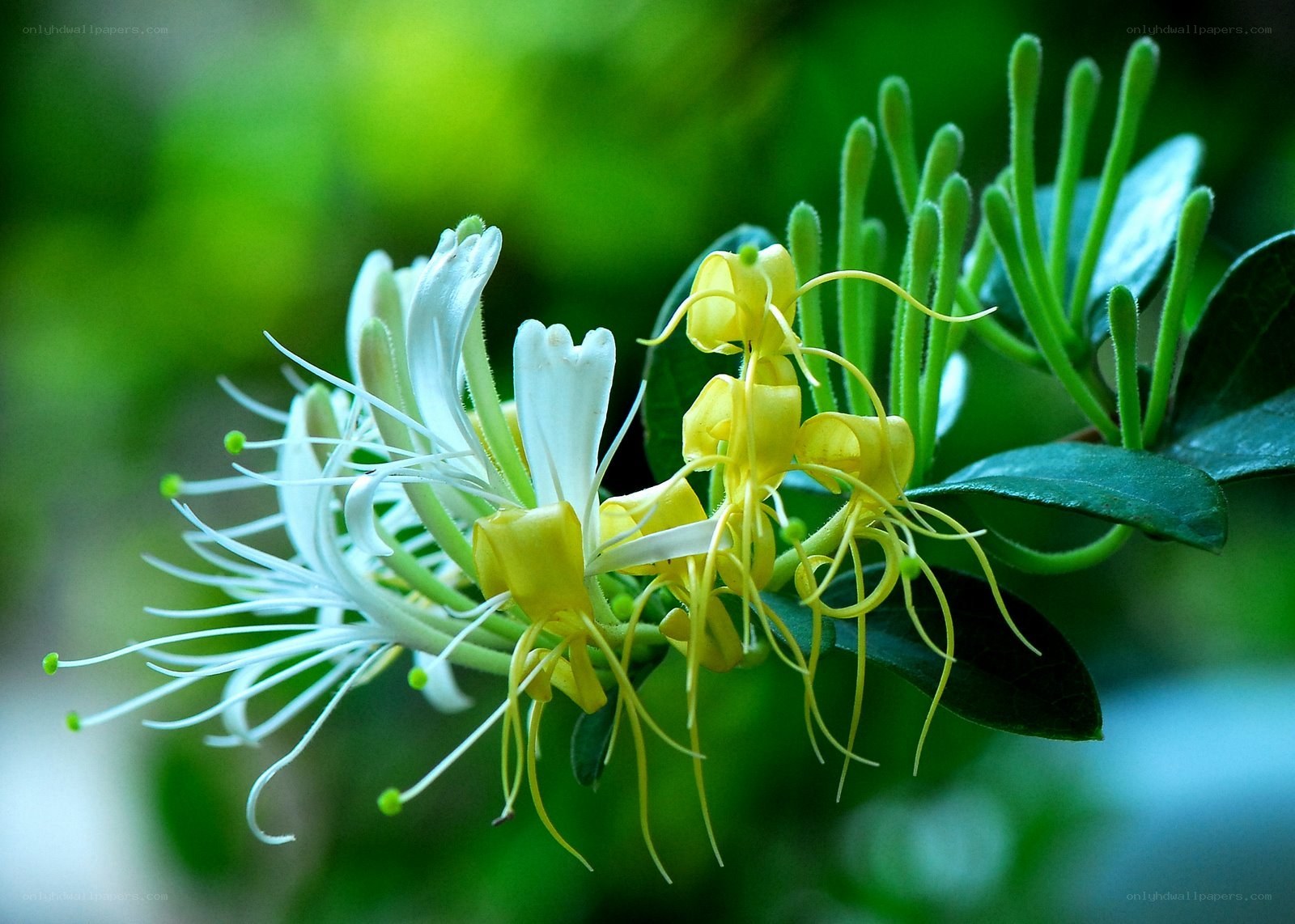 White and yellow honeysuckle flowers