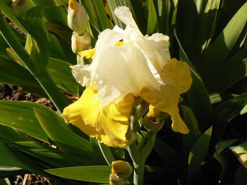 White and Yellow Iris Flower