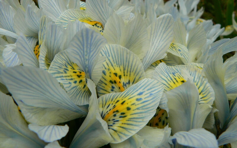 White and Yellow Iris Flowers — Calm