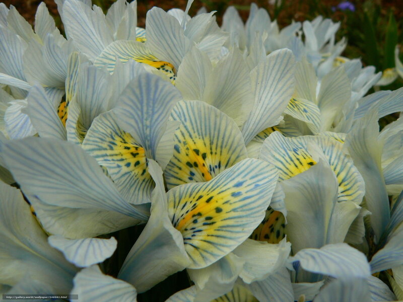 White and yellow iris flowers