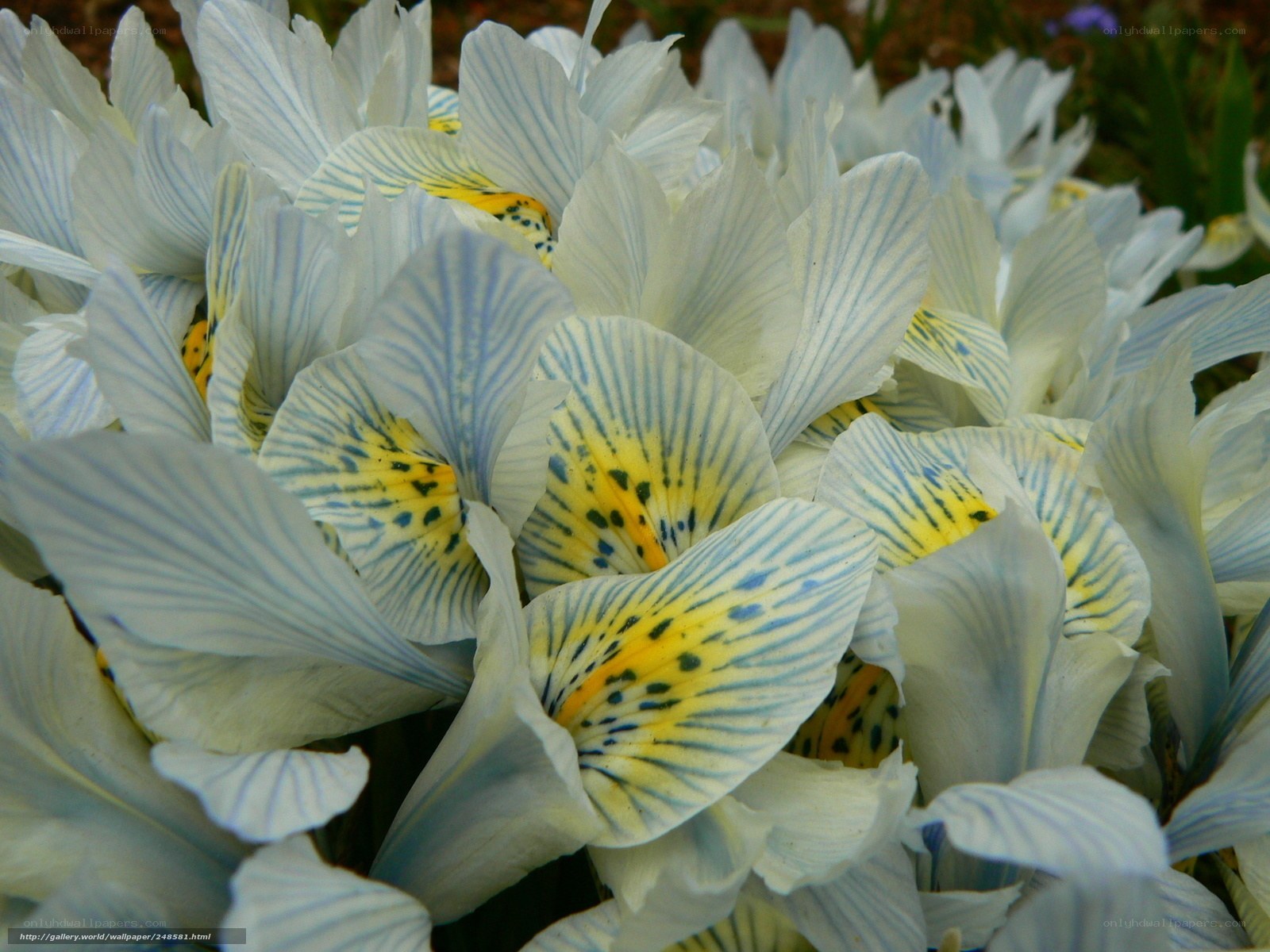 White and yellow iris flowers