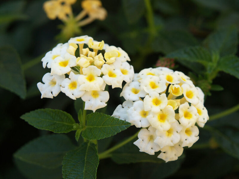 White and Yellow Lantana Flowers