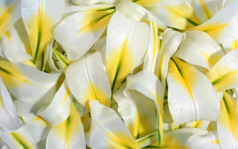 white and yellow lily petals