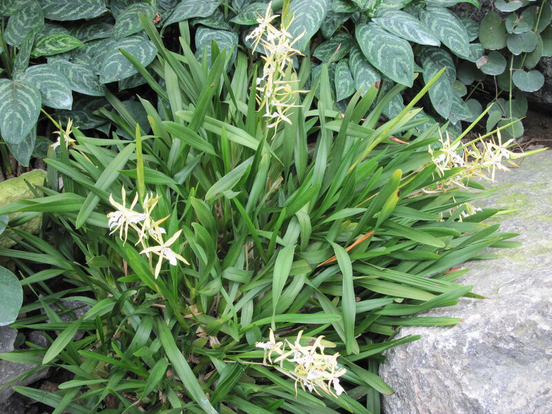 White and Yellow Orchid