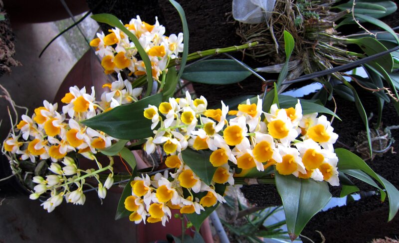 White and Yellow Orchids — Calm, Photograph