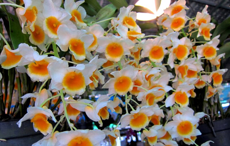 White and Yellow Orchids — Calm
