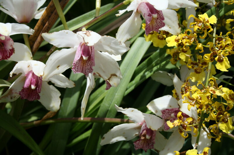 White and Yellow Orchids — Natural, Afternoon