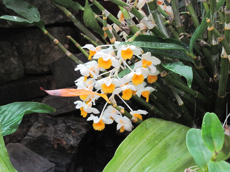 White and Yellow Orchids — Natural, Photograph, Green Leaves