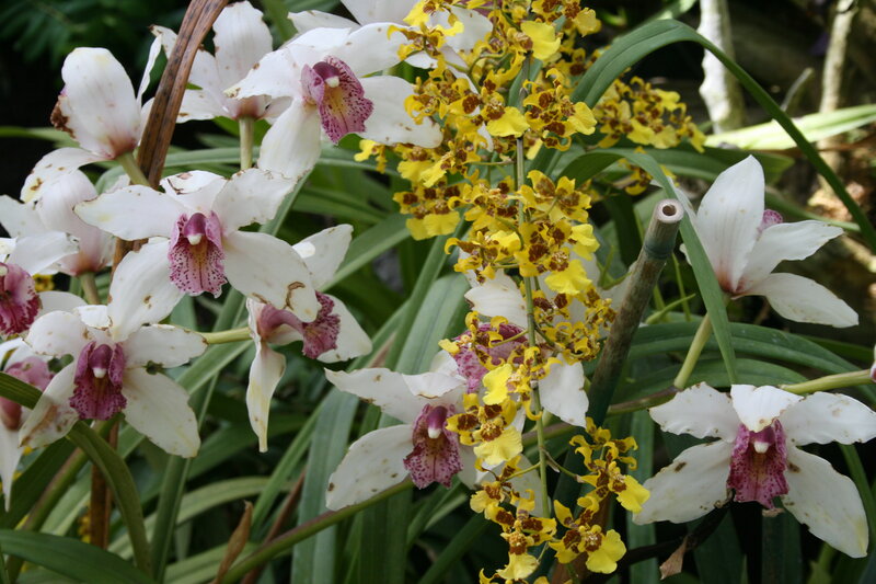 White and Yellow Orchids — Natural, Photograph
