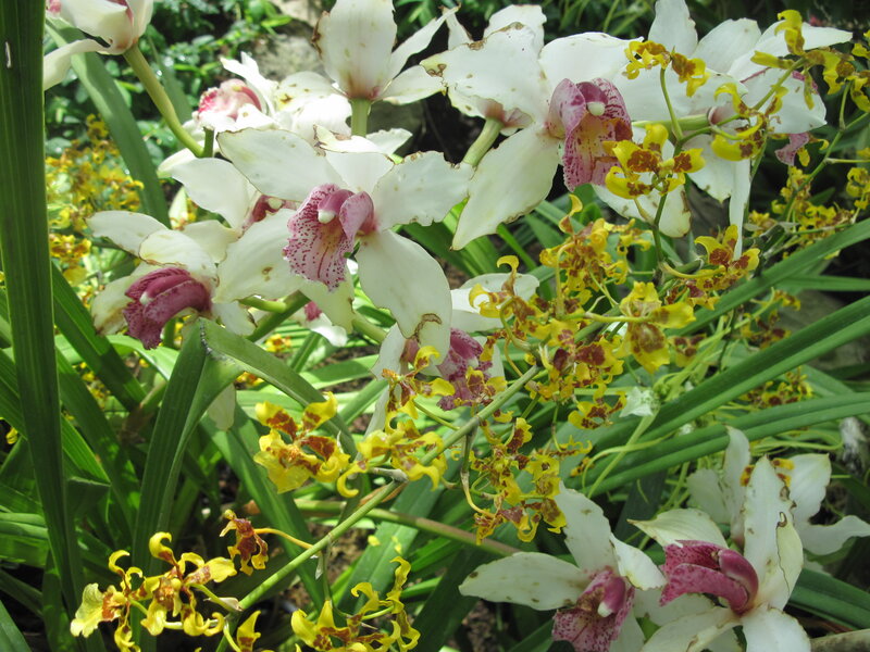 White and Yellow Orchids — Natural