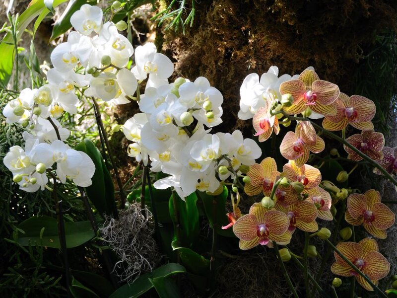 White and Yellow Orchids — Serene
