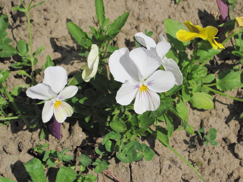 White and Yellow Pansies