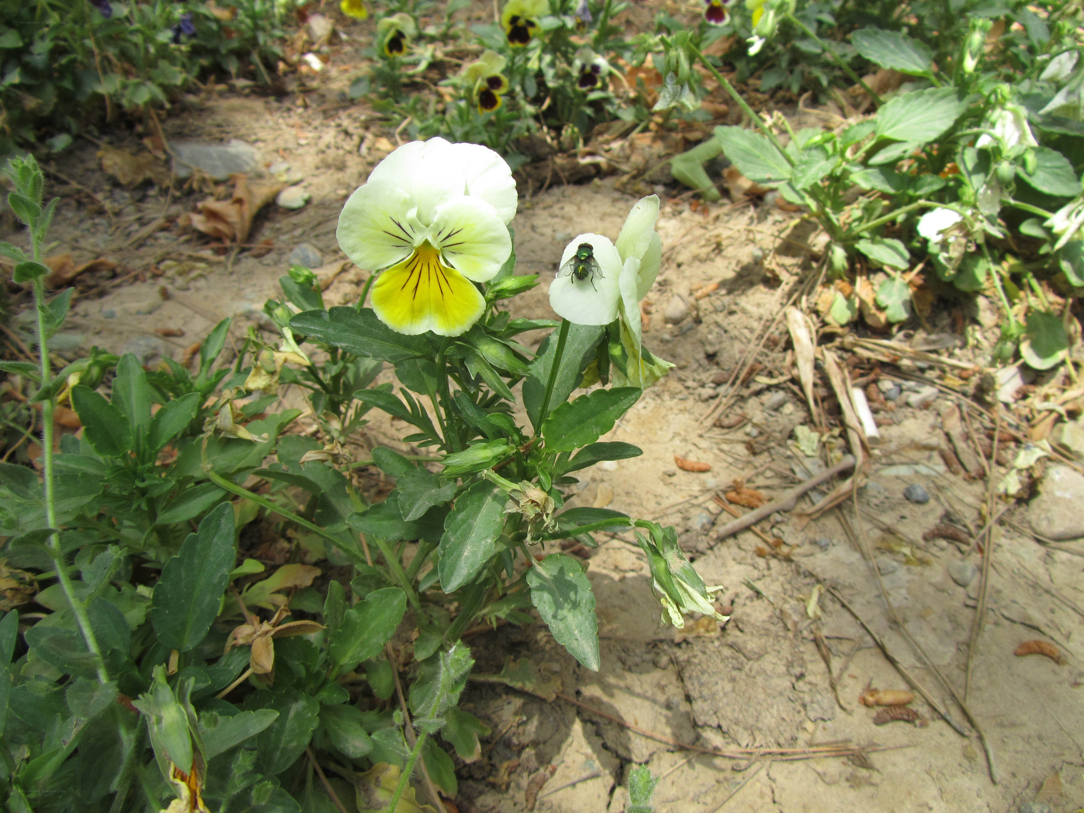 White and yellow pansy with fly