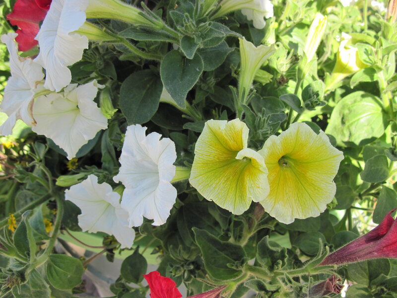 White and Yellow Petunias