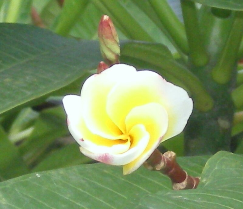 white and yellow plumeria flower