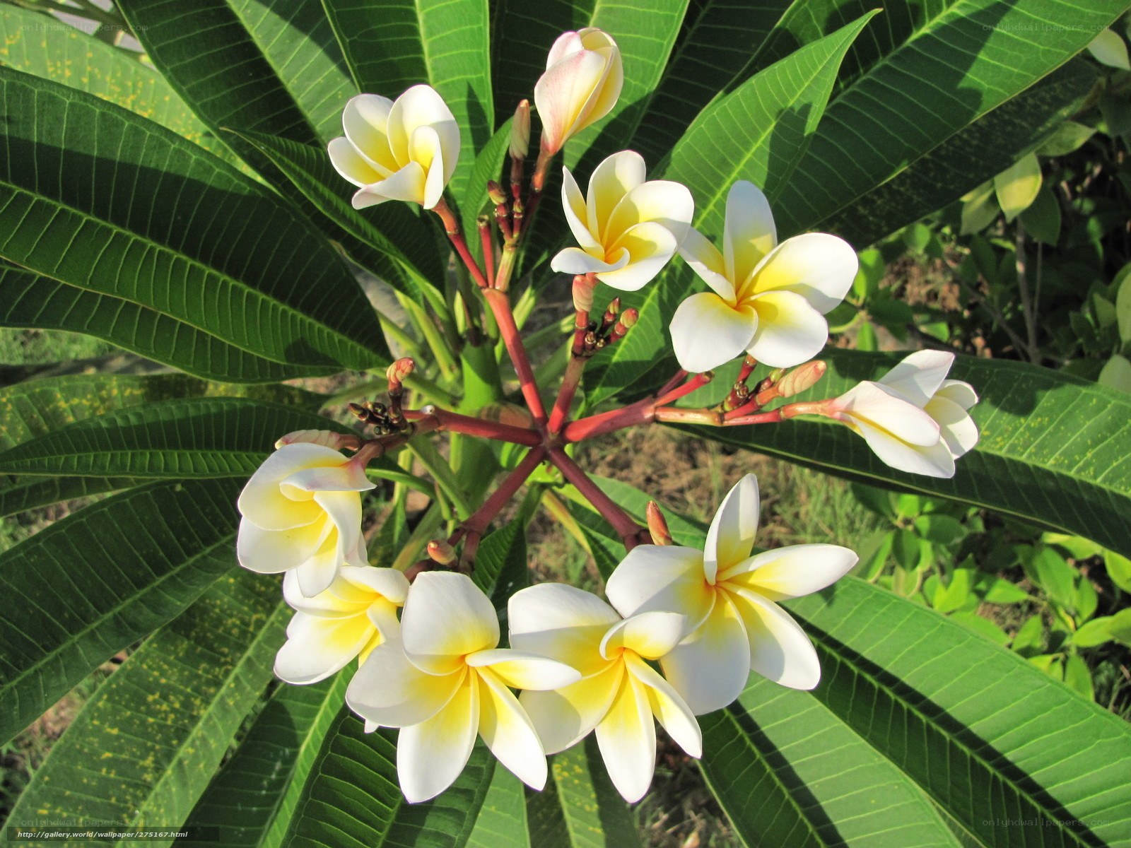 white and yellow plumeria flowers