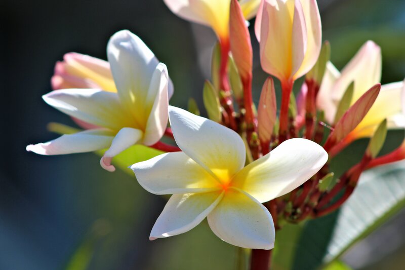 White and yellow plumeria flowers