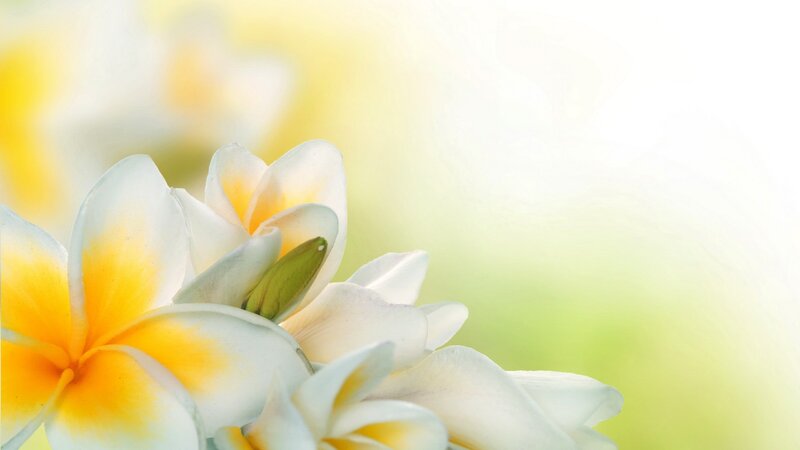 white and yellow plumeria flowers