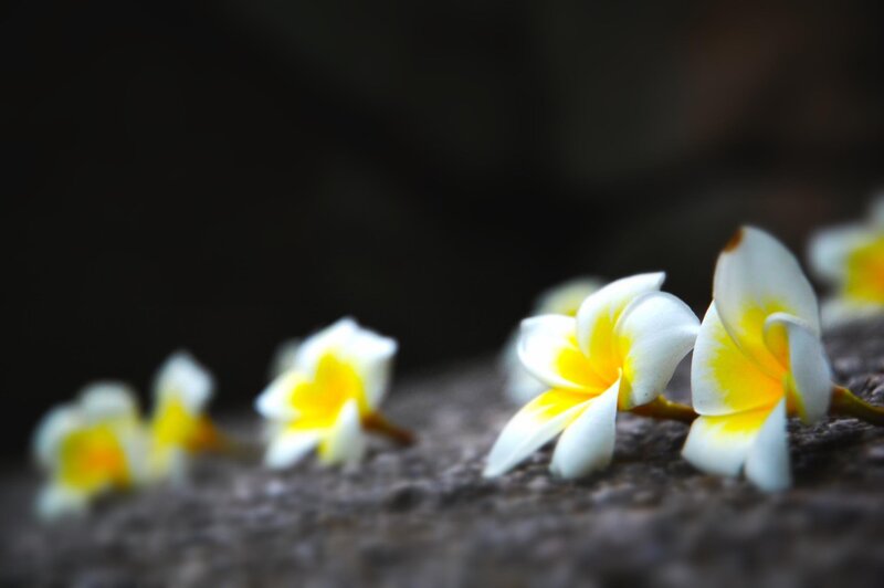 White and yellow plumeria flowers