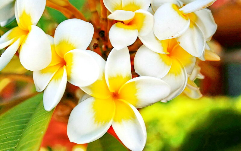 White and Yellow Plumeria Flowers — Calm, Afternoon