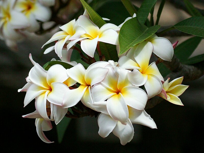 White and Yellow Plumeria Flowers — Serene, Afternoon, Photograph, Green Leaves, Flower Buds