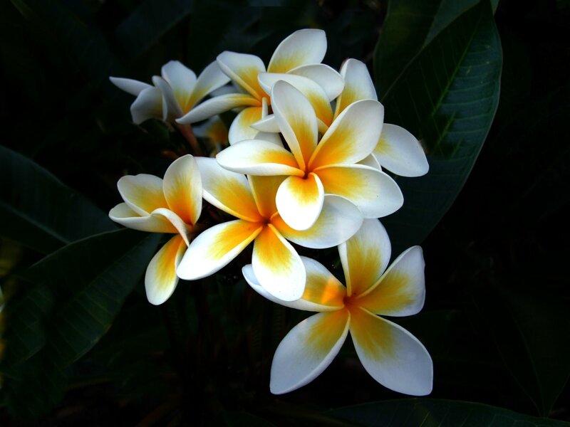 White and Yellow Plumeria Flowers — Serene, Photograph