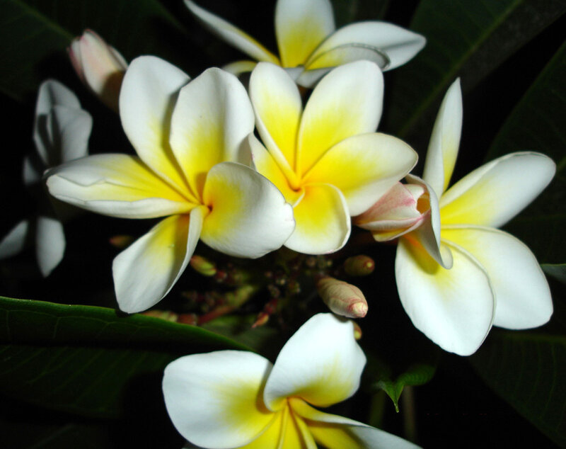 White and Yellow Plumeria Flowers — Serene