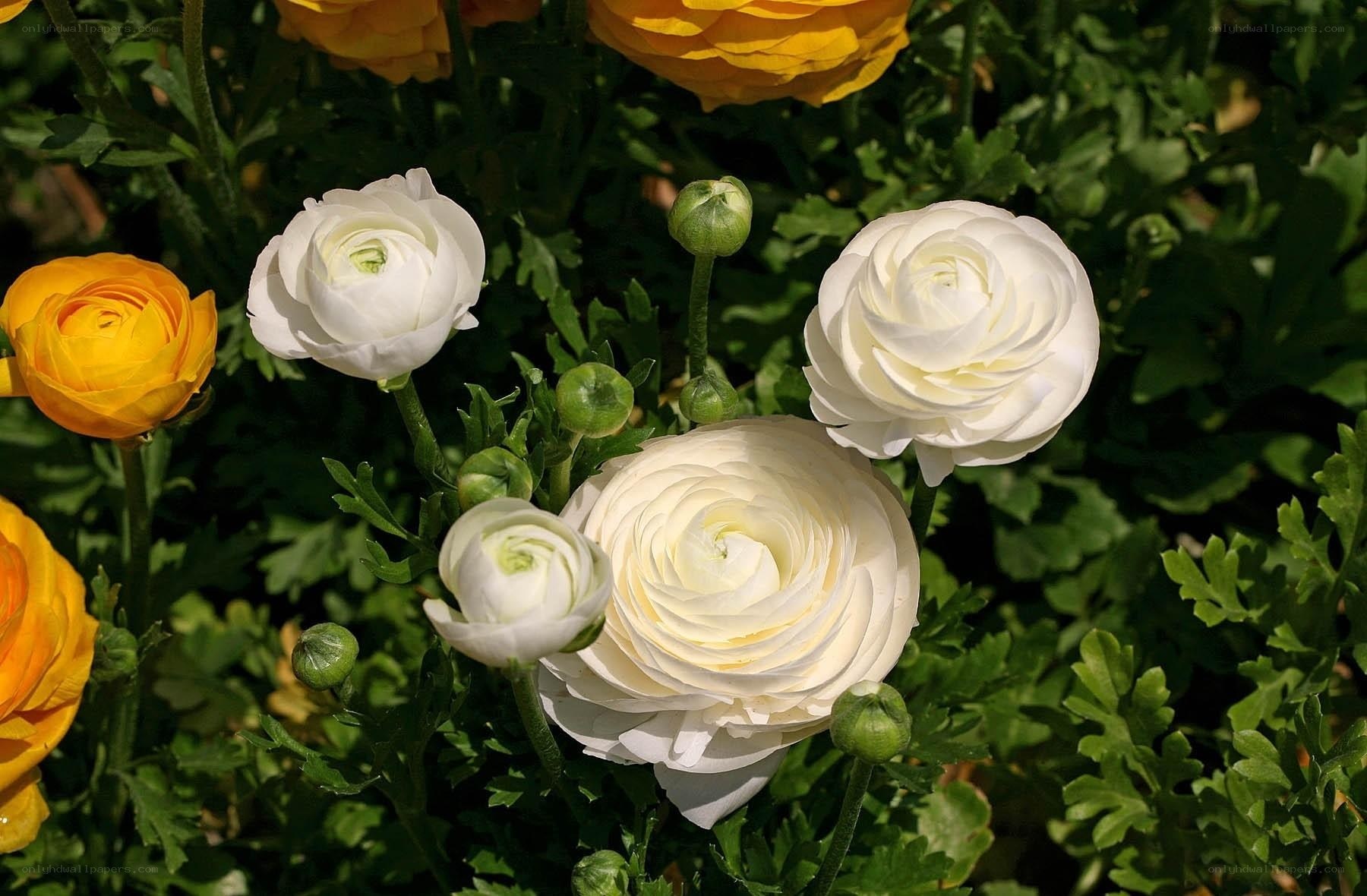 White and yellow ranunculus flowers