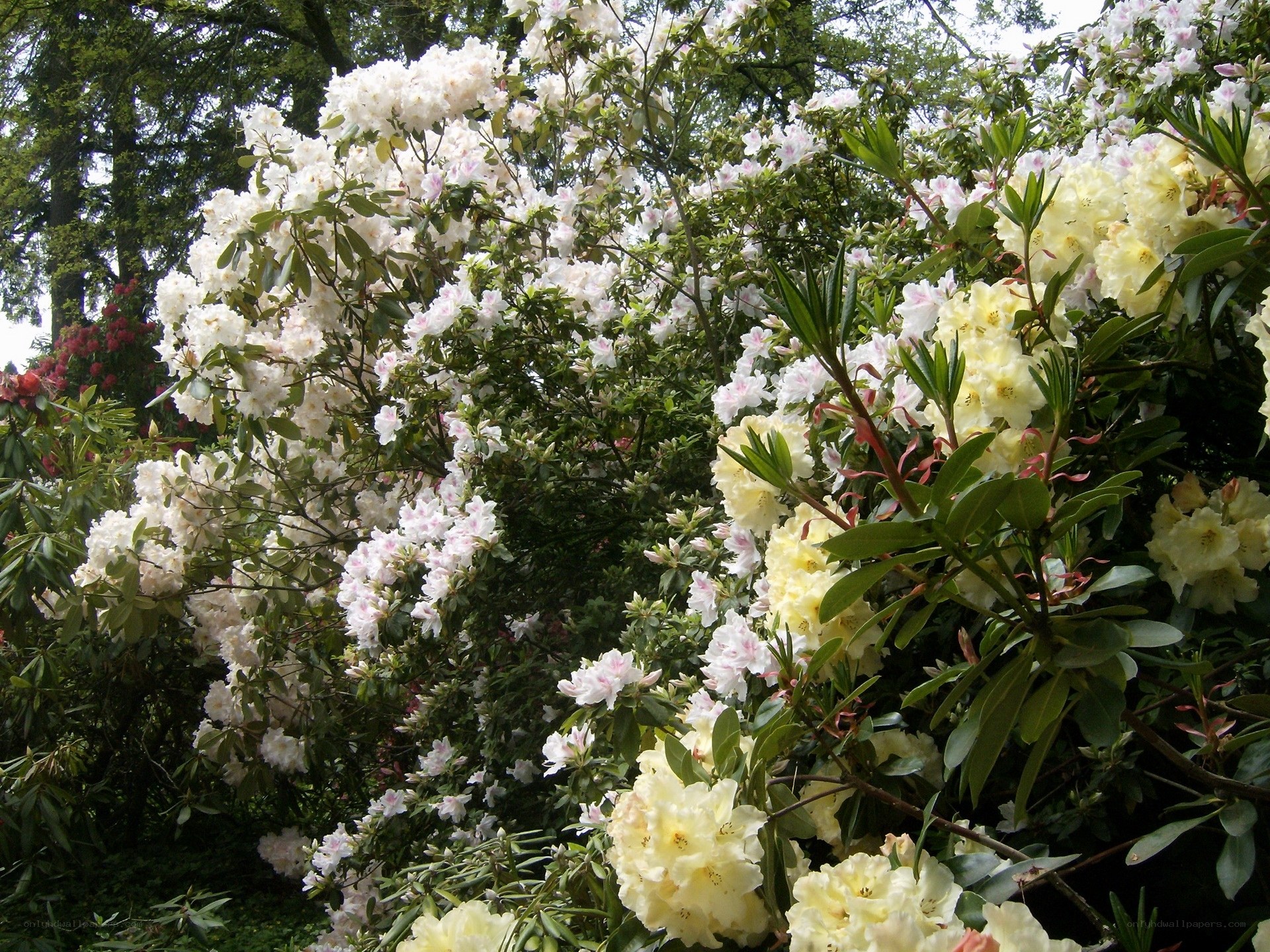 White and yellow rhododendrons in bloom