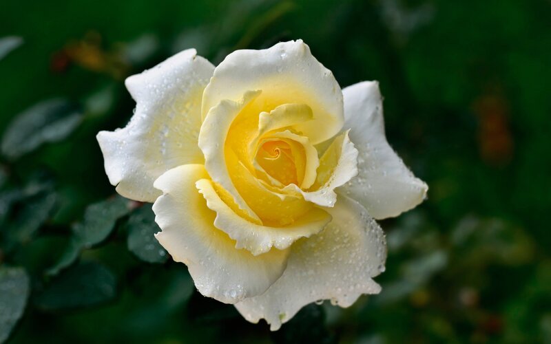White and Yellow Rose — Serene